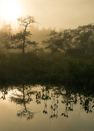 Plateau Scrub Reflected