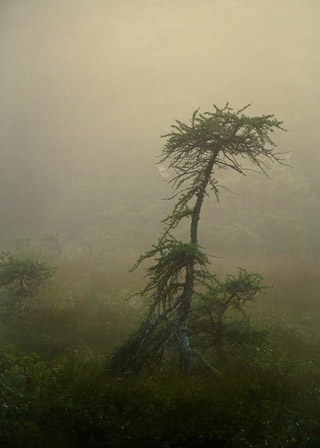 Weather-formed Tamarack