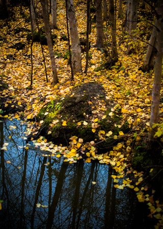 Birch to the Edge