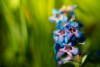 Dew on Penstemon