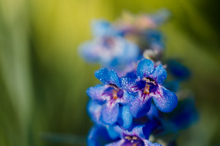 Flowery Morning Dew