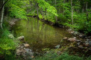 Reflecting Pool in the Forest