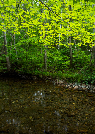 Maple-Sheltered Pond