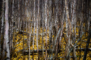 Bared Birch Thicket