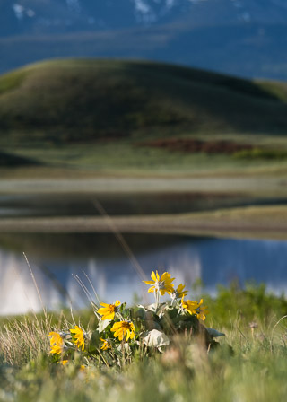 Arrowhead Balsam Root Amoung the Hills
