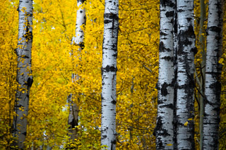 Yellow Poplar