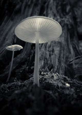Translucent Cap