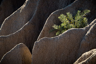 Growing in the Grooves