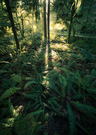 Sunset in a Forest of Ferns