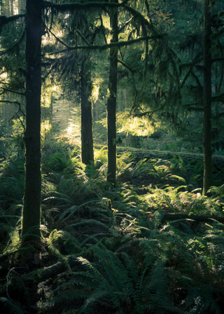 Rainforest Wanderings