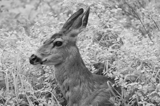 Mule Deer Relaxing
