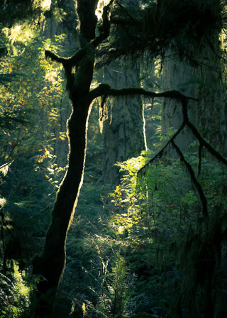 Backlit and Draped in Moss