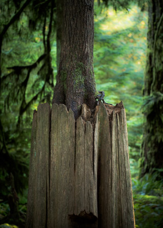 Trunk on Stump
