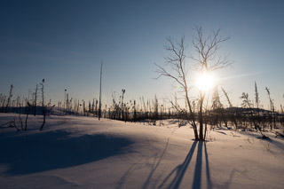 Arctic Birch Flare