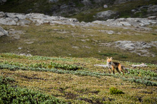 Alpine Fox