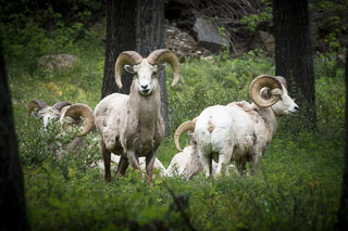 Looking Out for the Herd