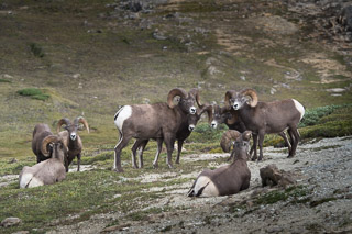 Sheep Conference