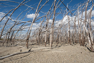 Skeleton Forest