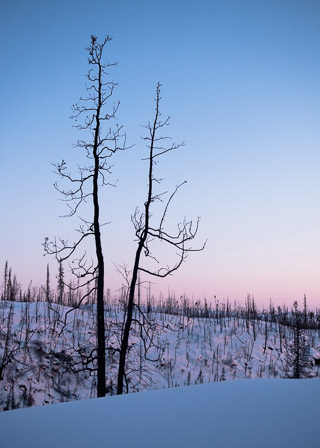 Burnt Spruce at Dusk