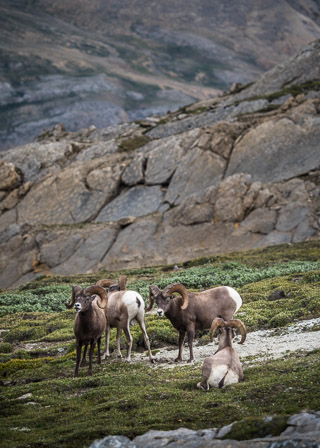 Group of Rams