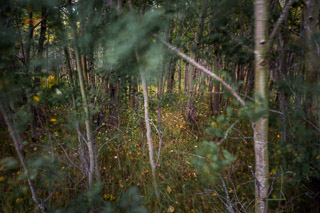 Windy Grove