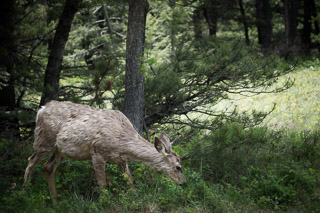 Grazing Mule Deer