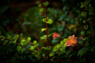 Blushing Branches