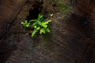 Finger-Printed Fern