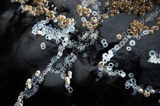 Barnacle Patterns