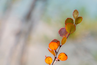 Glowing Dwarf Birch