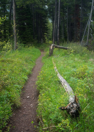 Resting Log