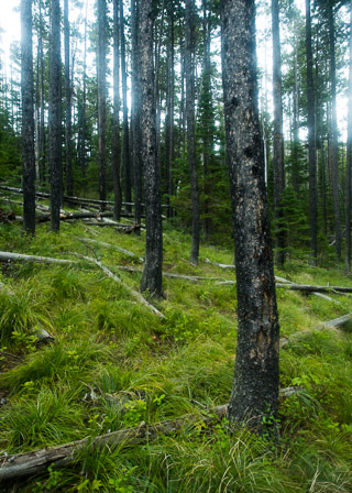 Grassy Forest