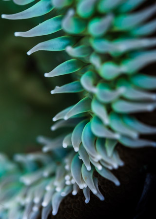 Green Anemone Edge