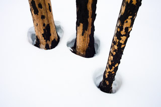Pocketed Pines
