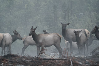 Elk Harem in the Rain