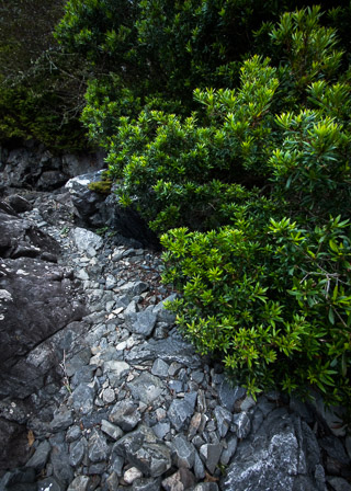 Coastal Greens