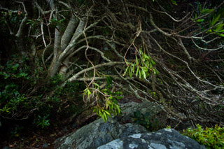 Bowed Branches