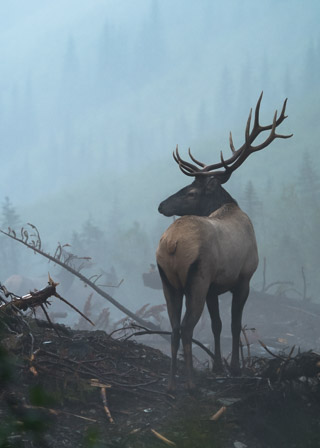 Surveying His Domain