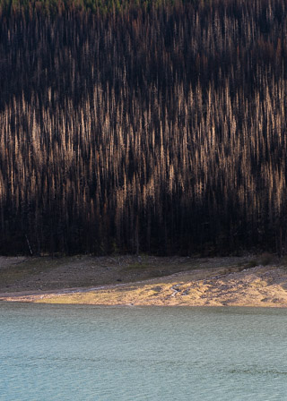 Fired Forest Bank