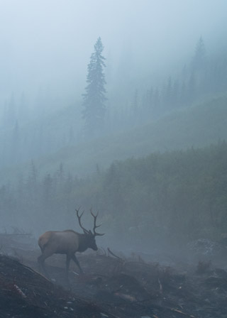 Bull Elk in the Rain