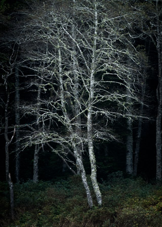 Stark Birch