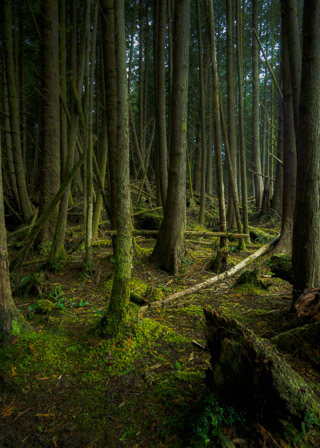 Dark Cedar Forest