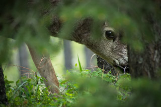 Hiding in the Bushes