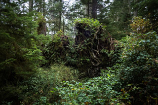 Uprooted Growth