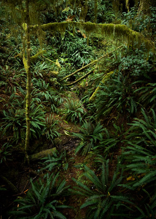Framed Ferns