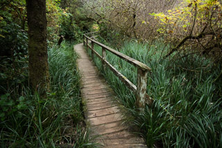 Narrow Boardwalk