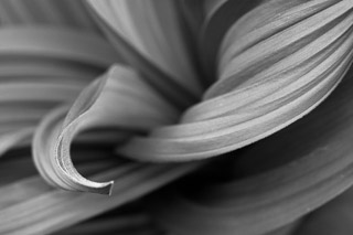 Corn Lily Leaves