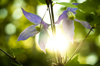 Clematis Pair
