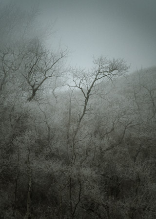 Hoarfrost Forming