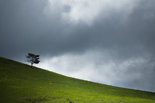 Tree on a Stormy Slope